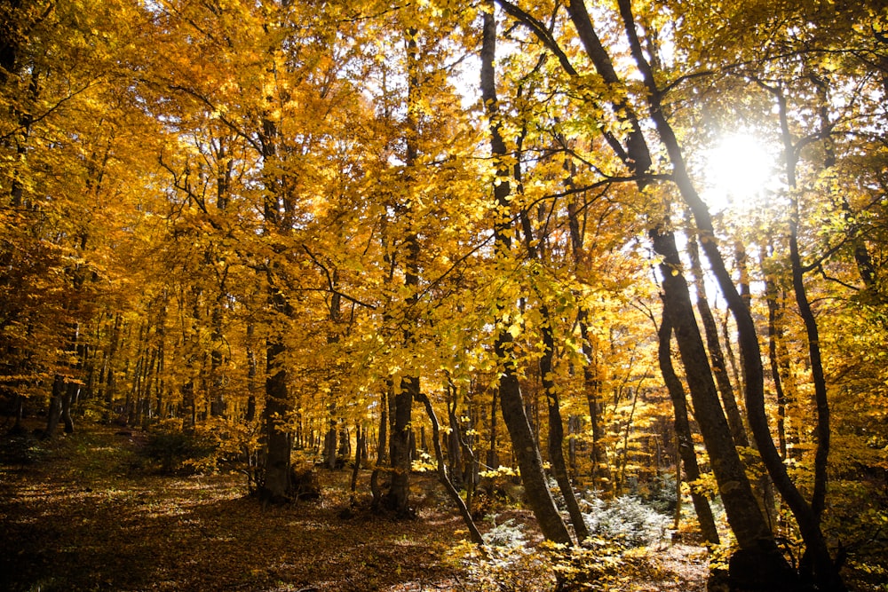 brown-leafed trees