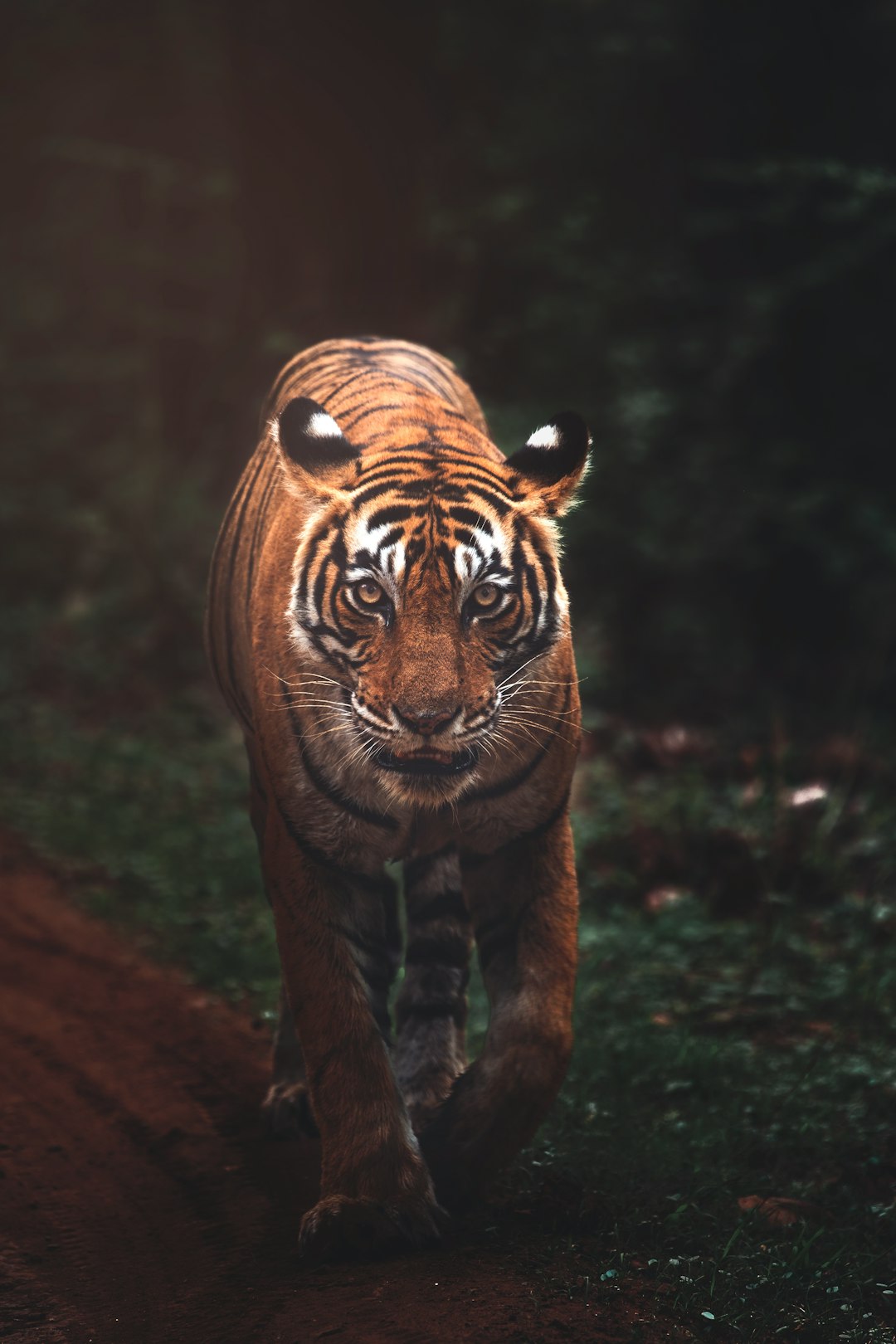 Photo de tigrer par Keyur Nandaniya