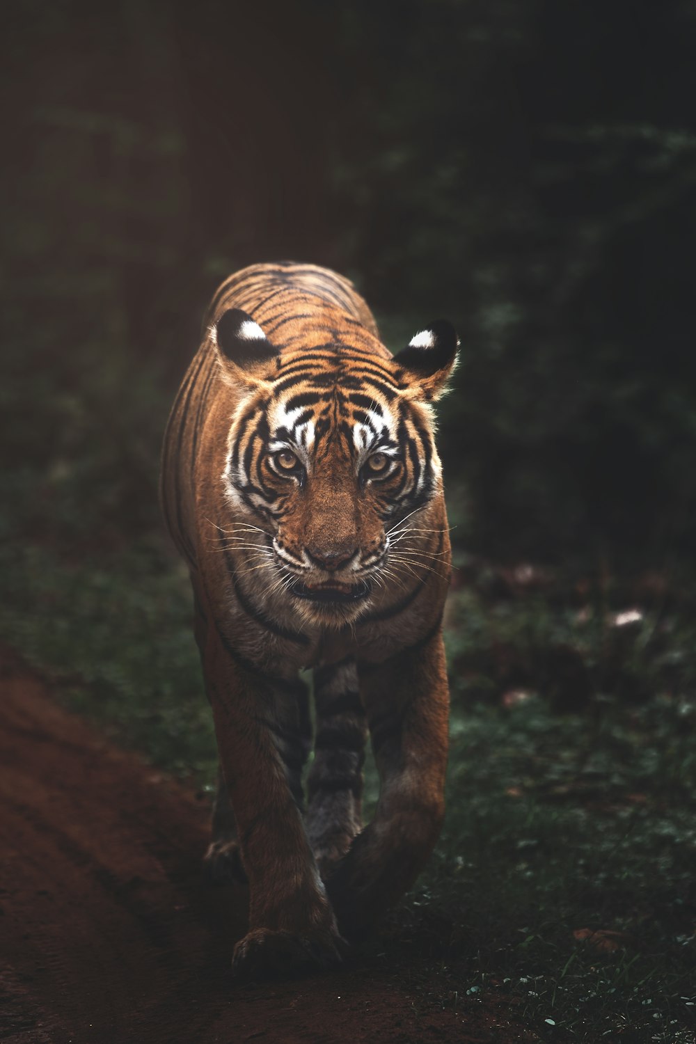 close-up photography of tiger