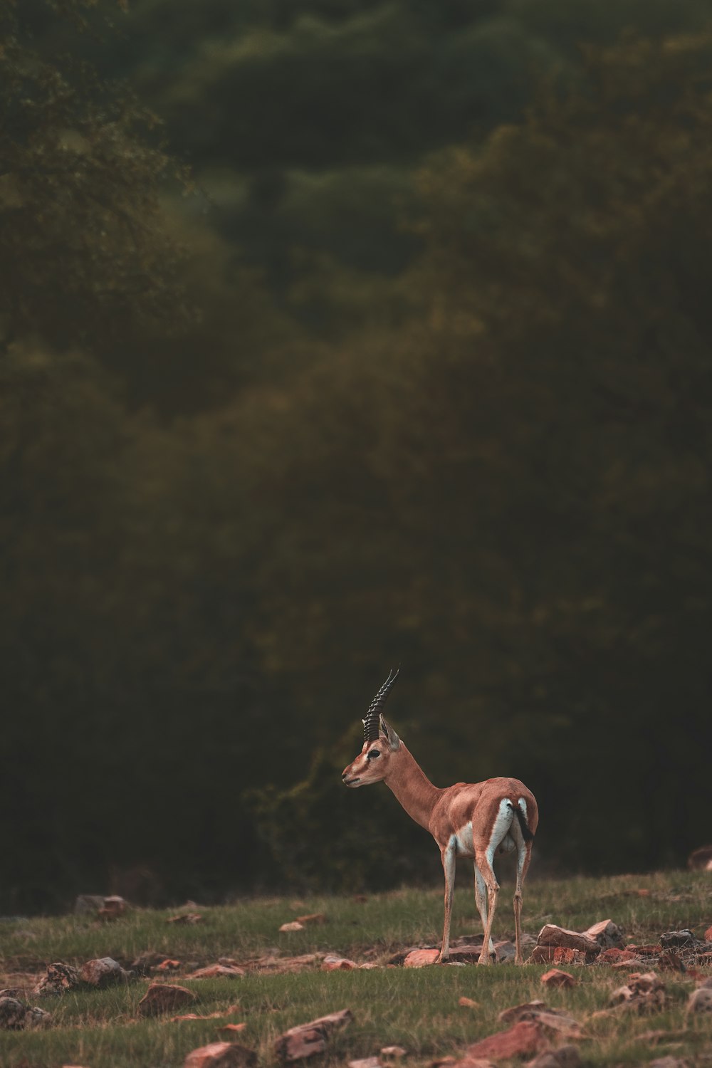 brown deer during daytime