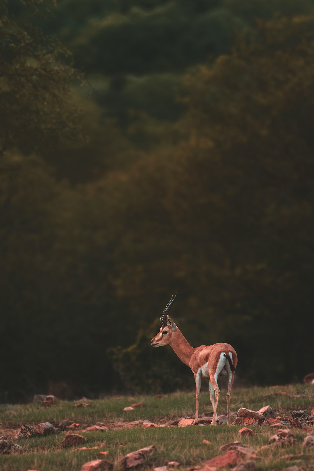 brown deer during daytime