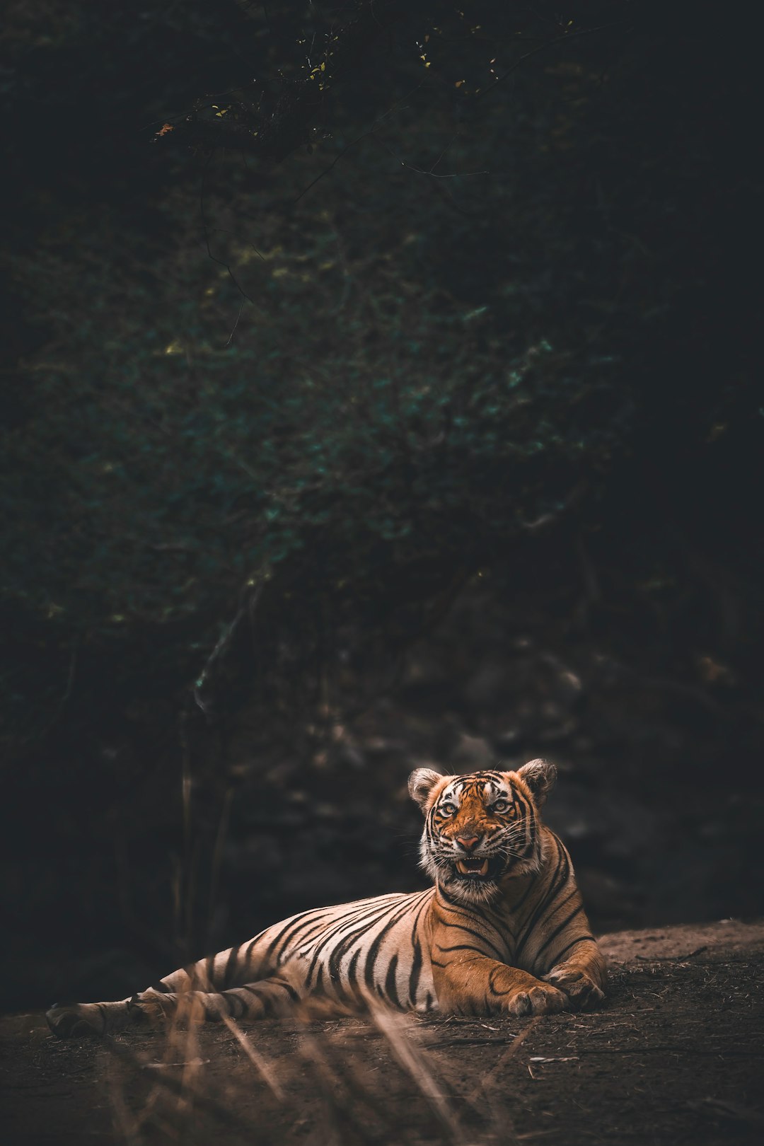  orange tiger tiger