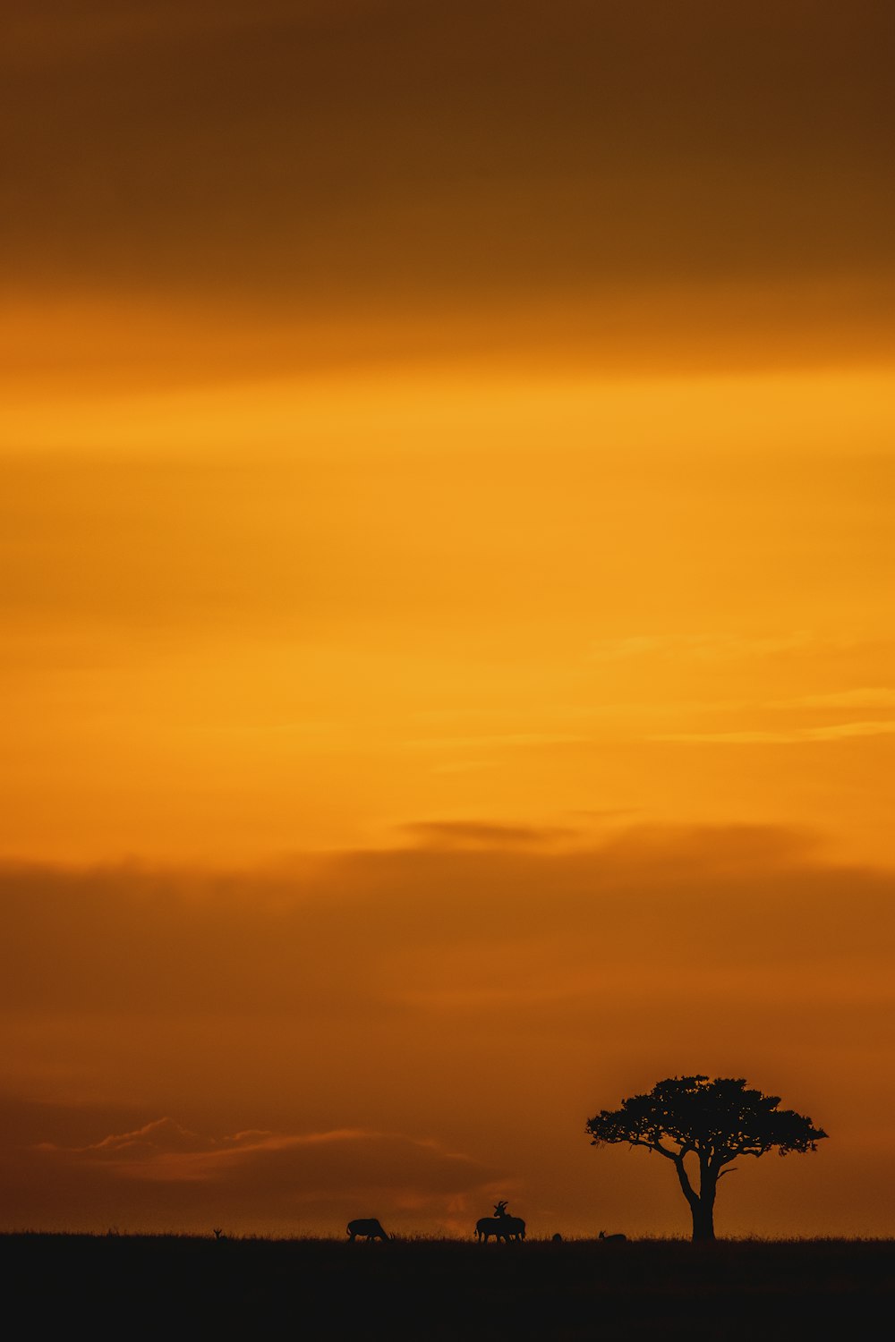 silhouette of tree during golden hour