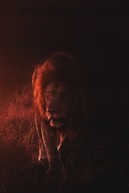 brown lion