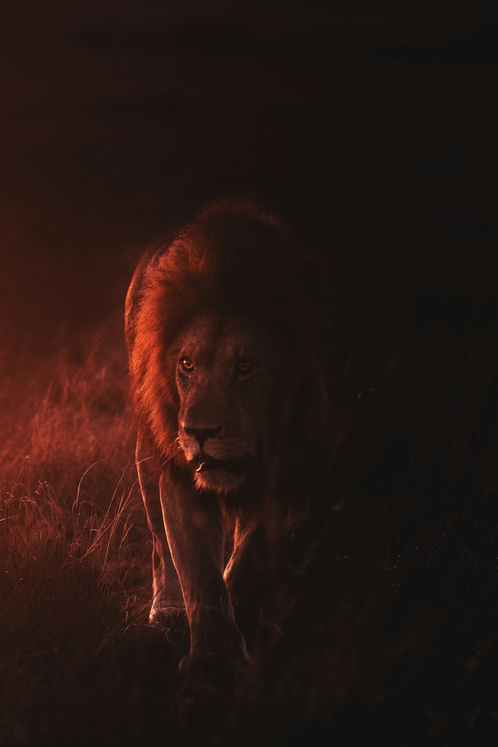 lions, tigers, bears are no longer a sense of fear