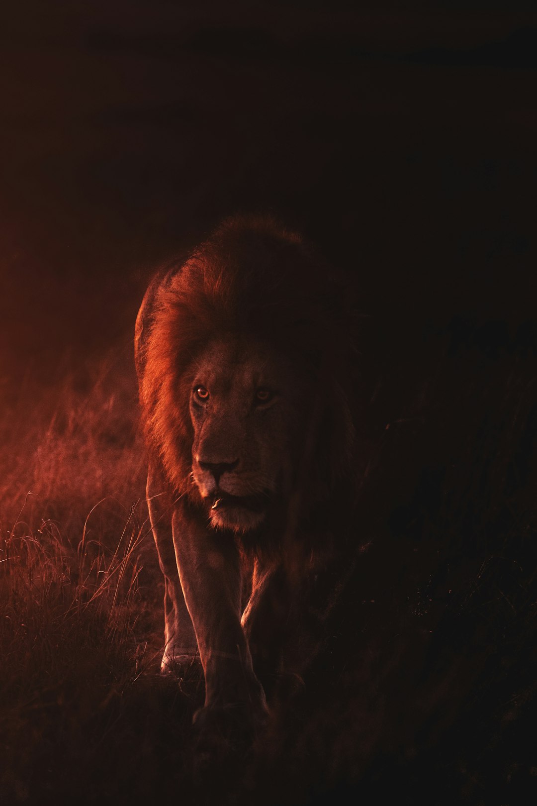 Photo de pied-de-lion par Keyur Nandaniya