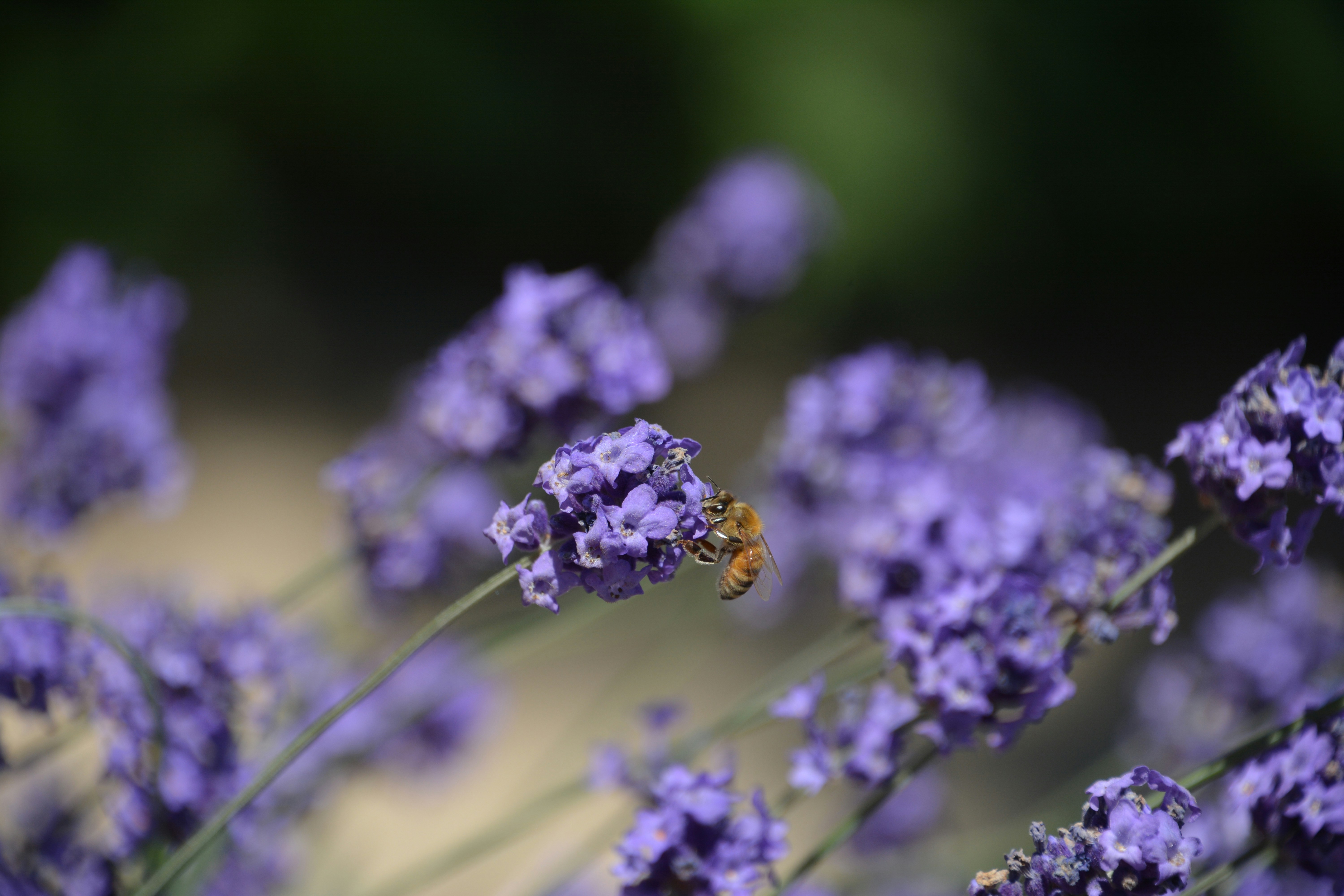 Photo by orson_krennic