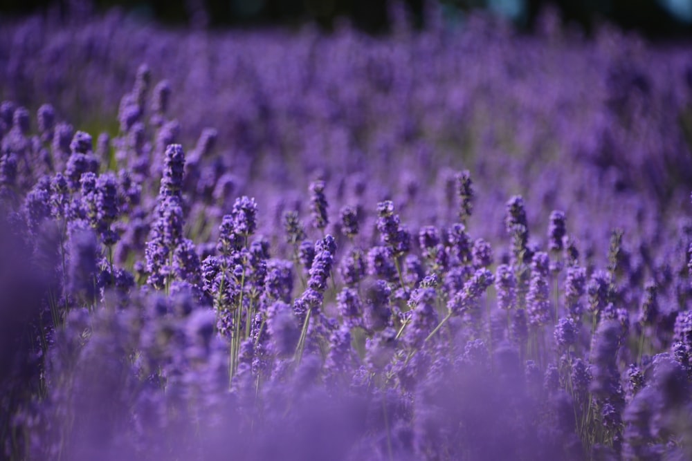 bed of lavender flowers