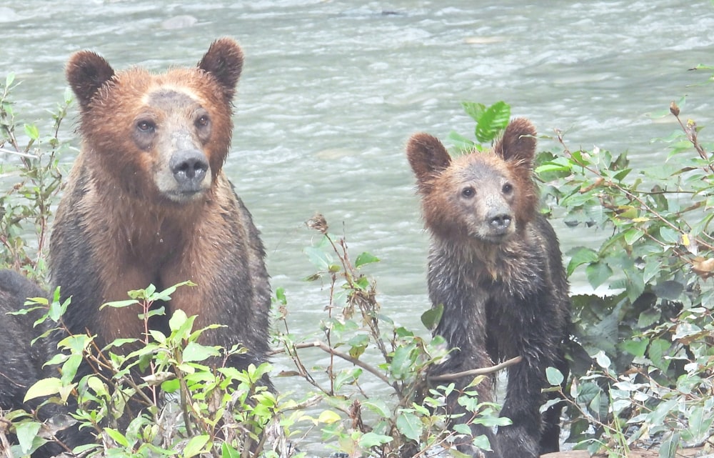 brown bears during daytime