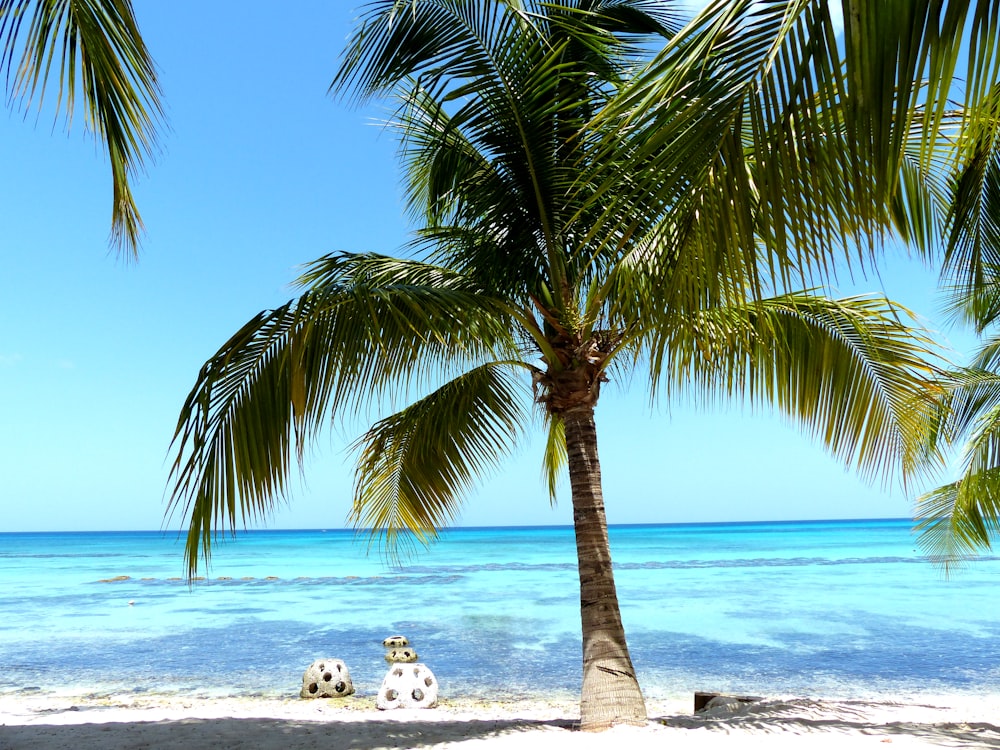 green coconut plant near body of water