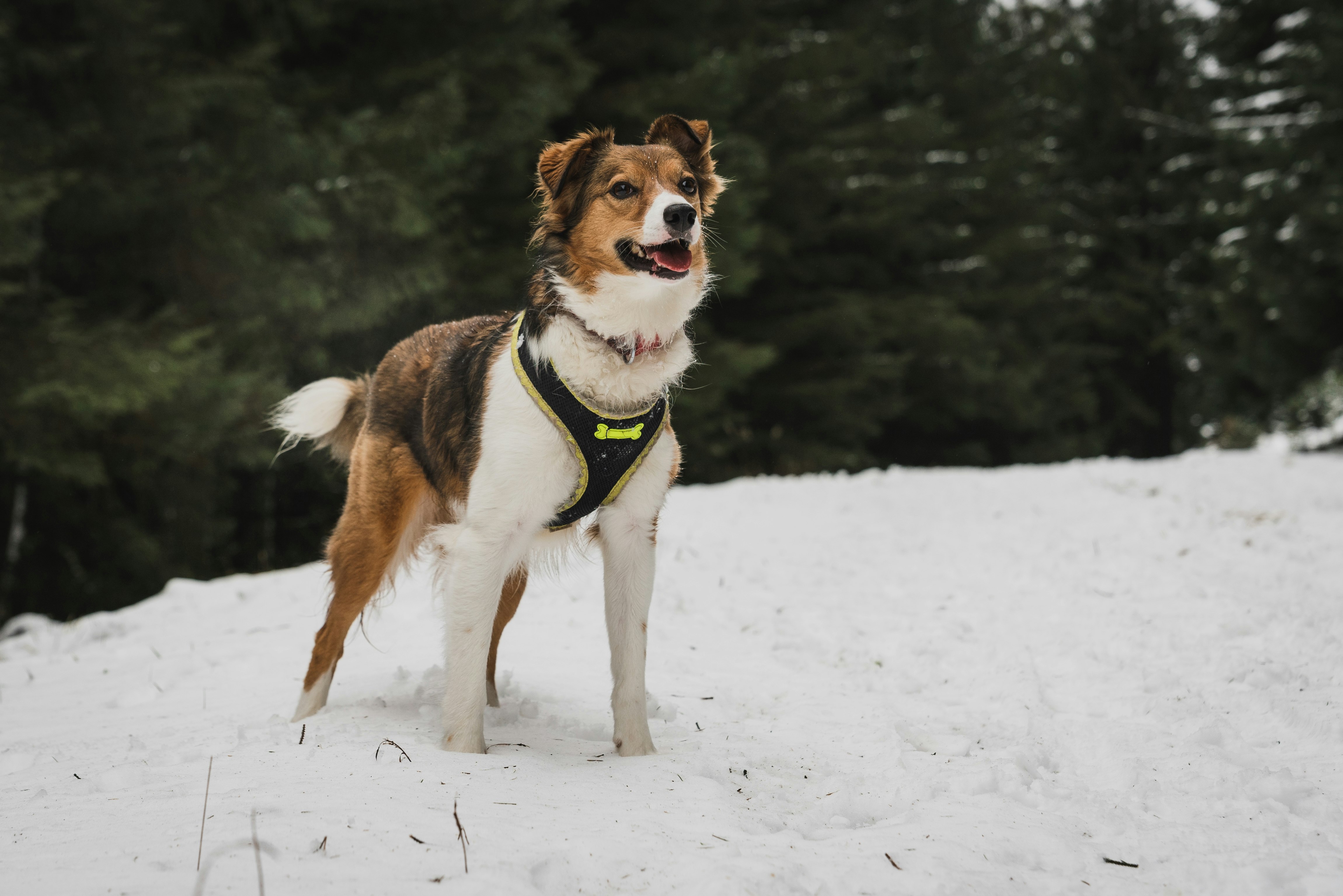 brown and white dog standing on snow