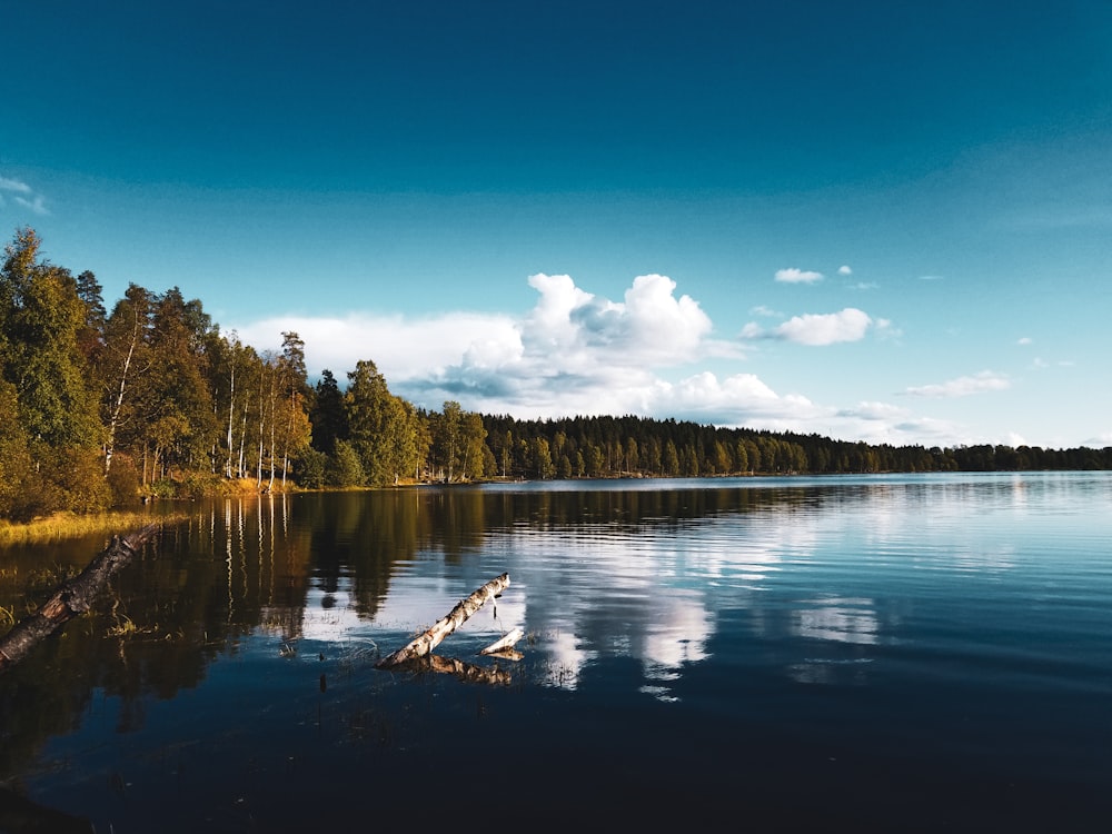 clear blue lake beside trees