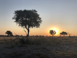 A tranquil scene of a tropical savanna at dawn.