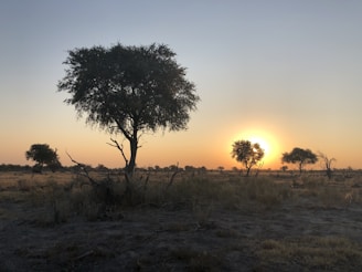 A serene tropical savanna landscape at sunrise with lush greenery.