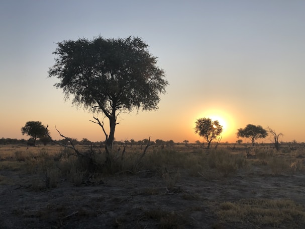 A serene landscape features a savannah setting at sunrise or sunset. The scene includes several sparse trees and dry grasses under a clear sky with a warm, glowing sun near the horizon, casting golden hues across the terrain.