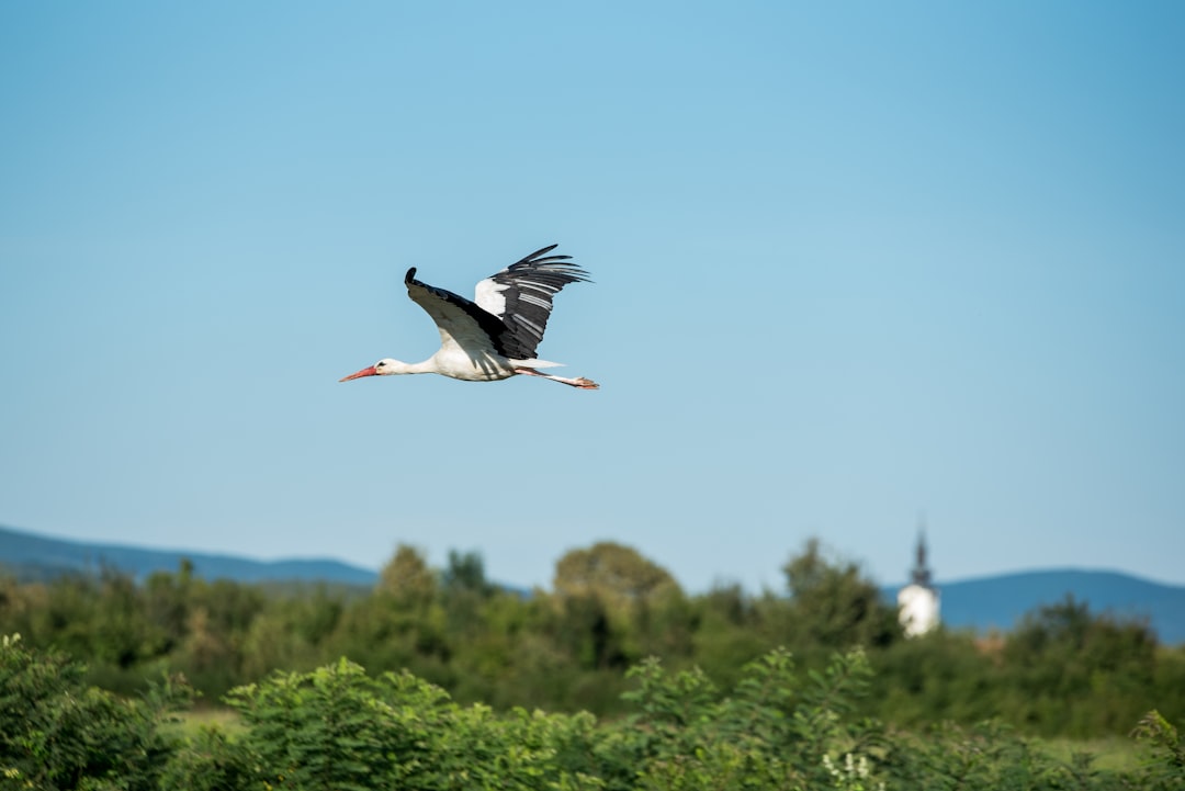  white bird on mid ir stork