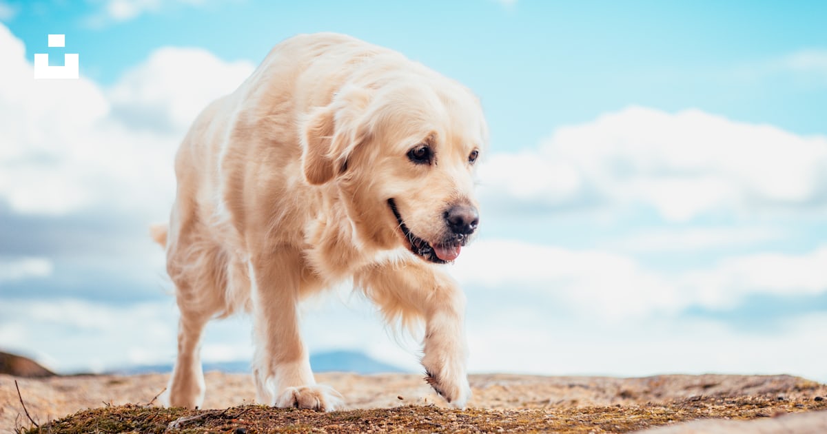 大人のゴールデンレトリバーの写真 Unsplashで見つけるプリレプの無料写真 大人のゴールデンレトリバーの写真 Unsplashで見つけるプリレプの無料写真