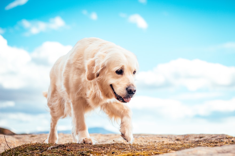 adult golden retriever