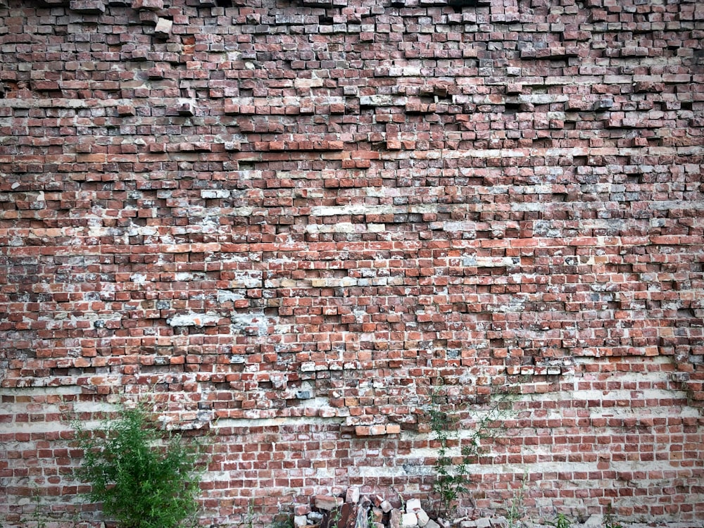 green plant near bricks wall