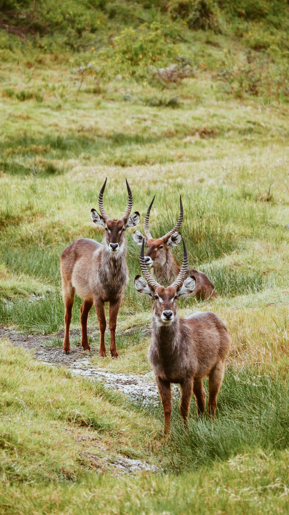 three brown deer in green field