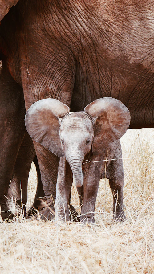 Baby elephant at David Sheldrick Elephant Orphanage