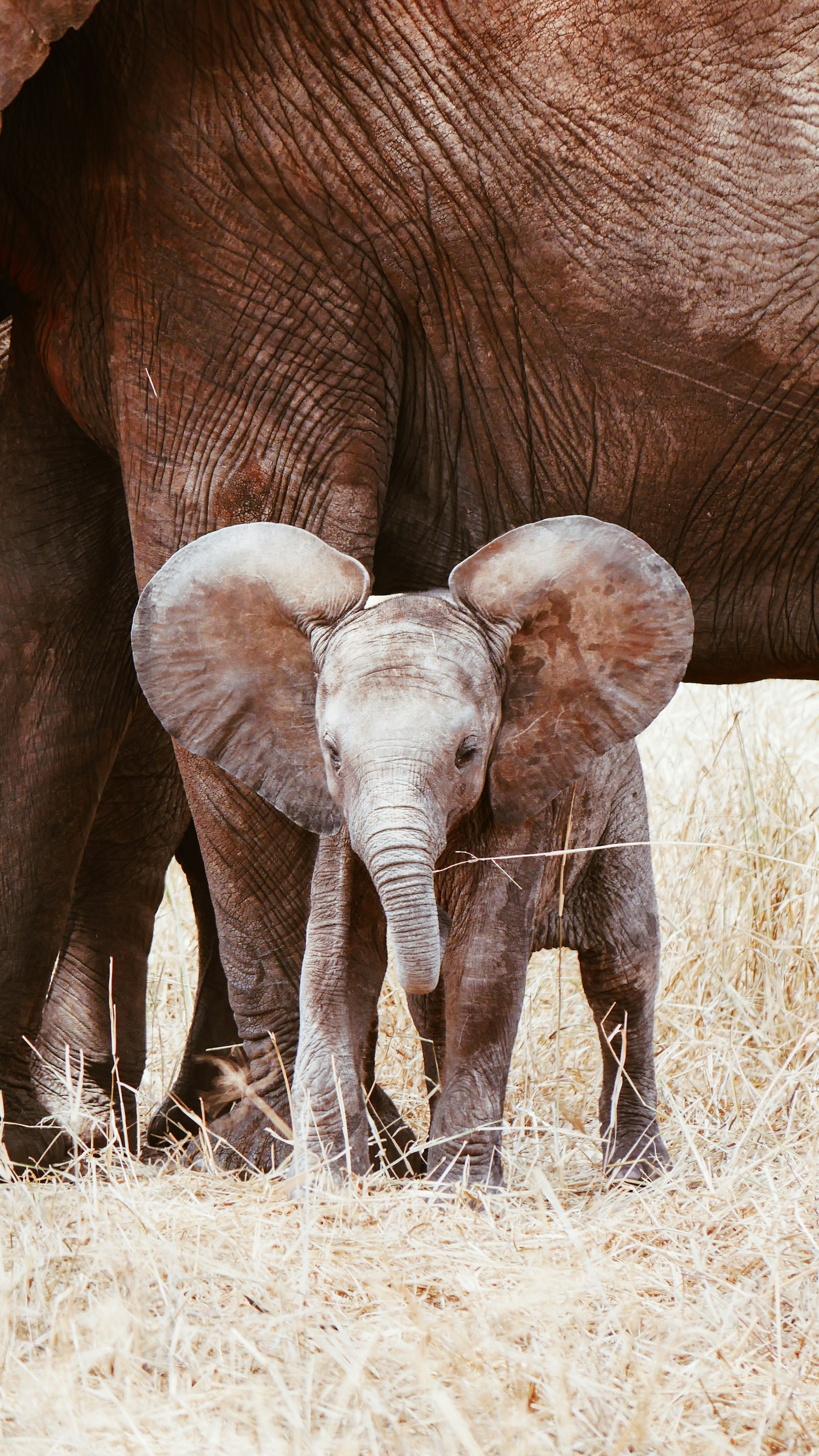 LUMIX G VARIO 100-300/F4.0-5.6II sample photo. Baby elephant photography