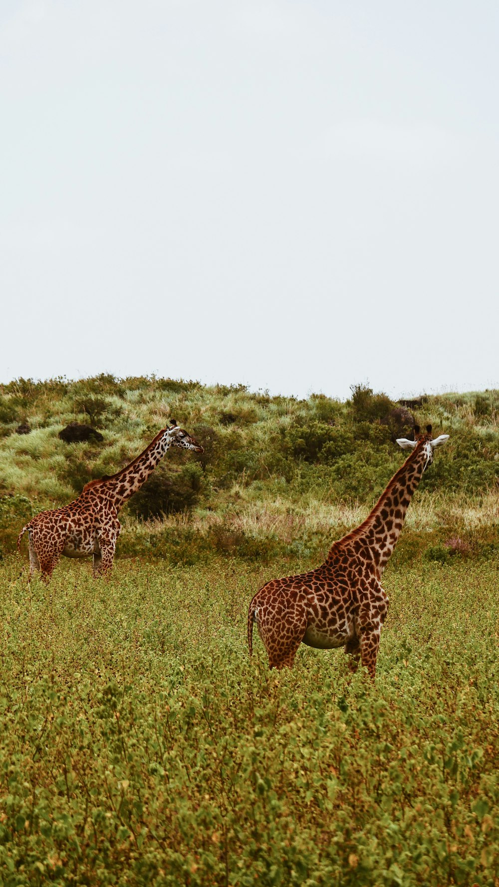 two giraffes on grass