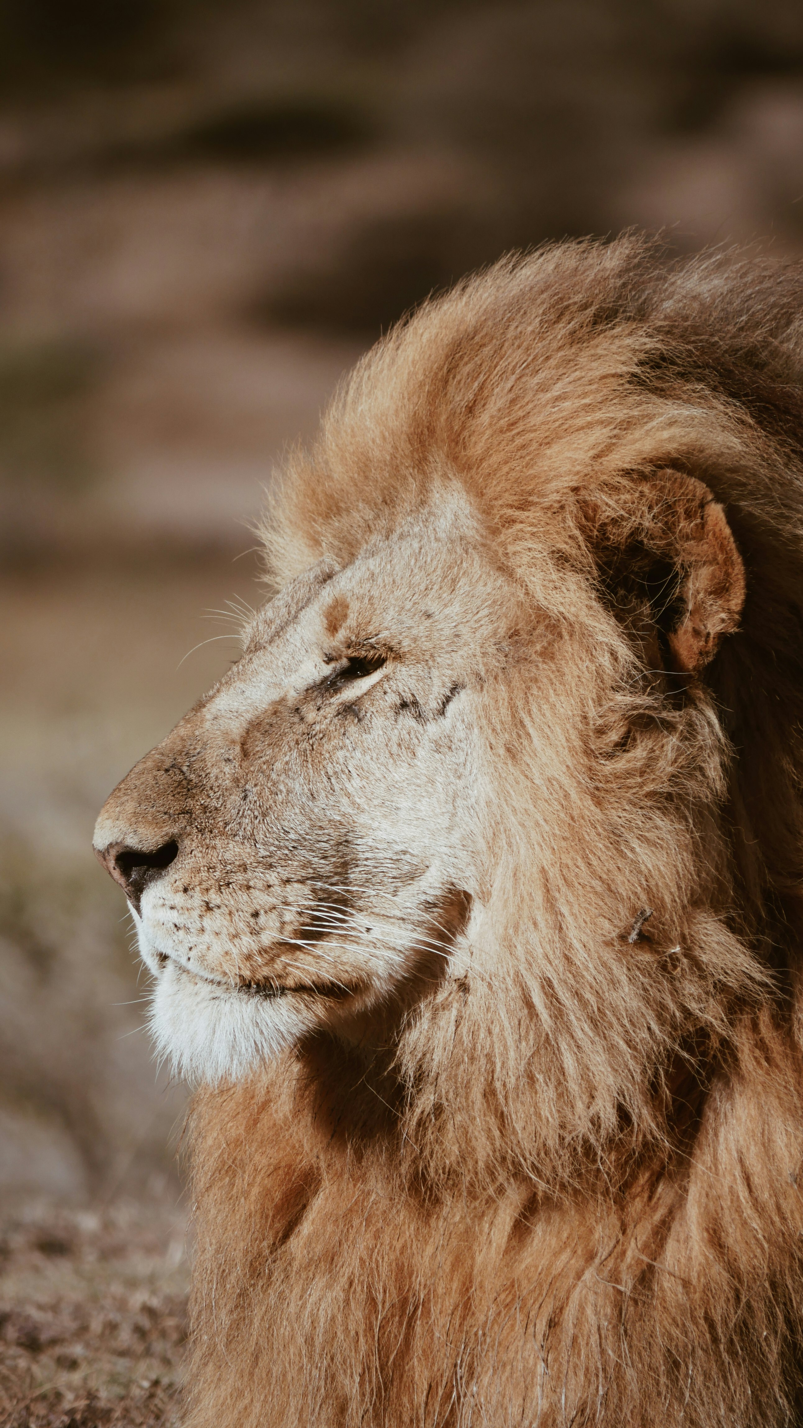lion 10.7 free download