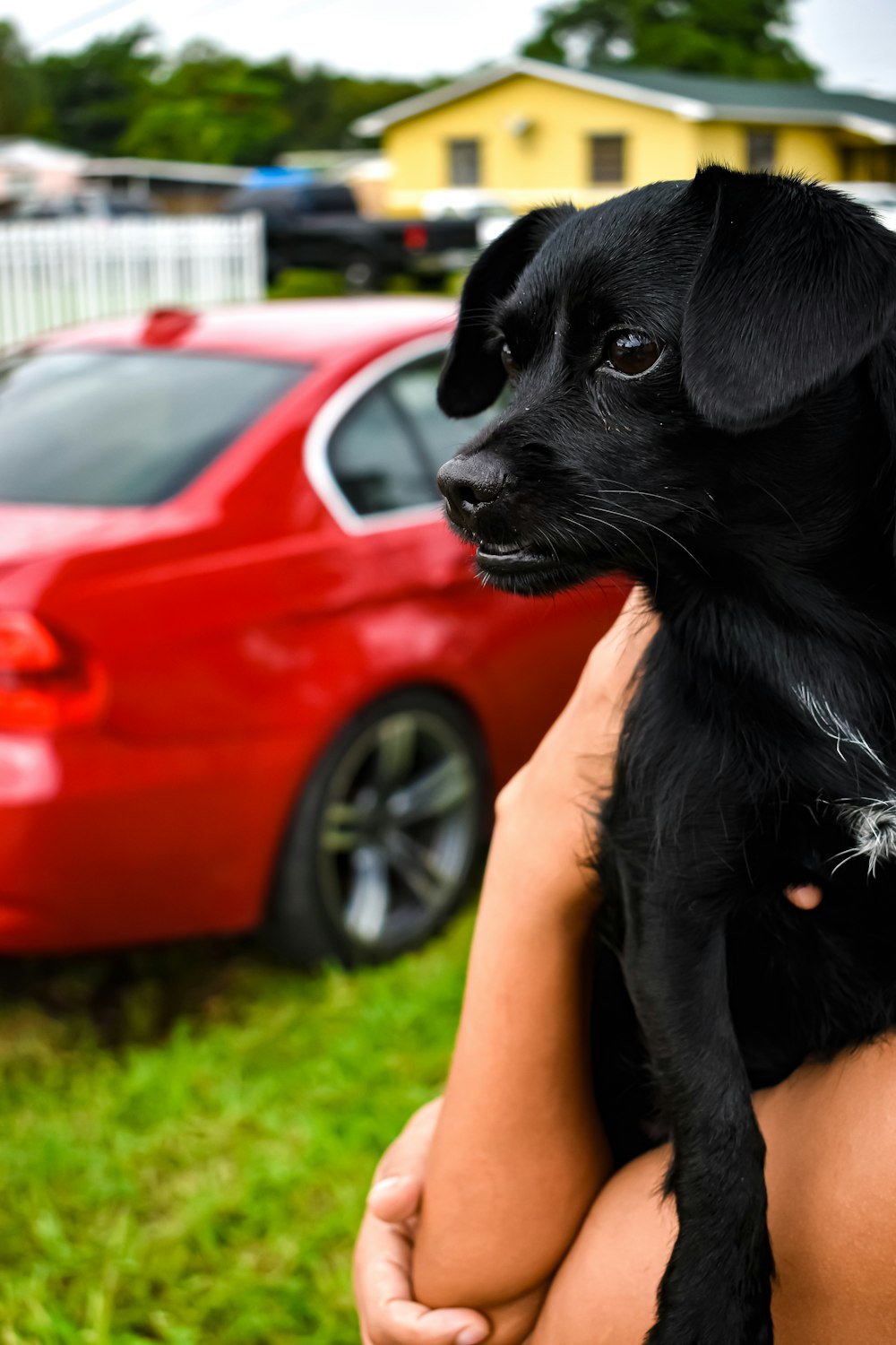 person carrying black puppy