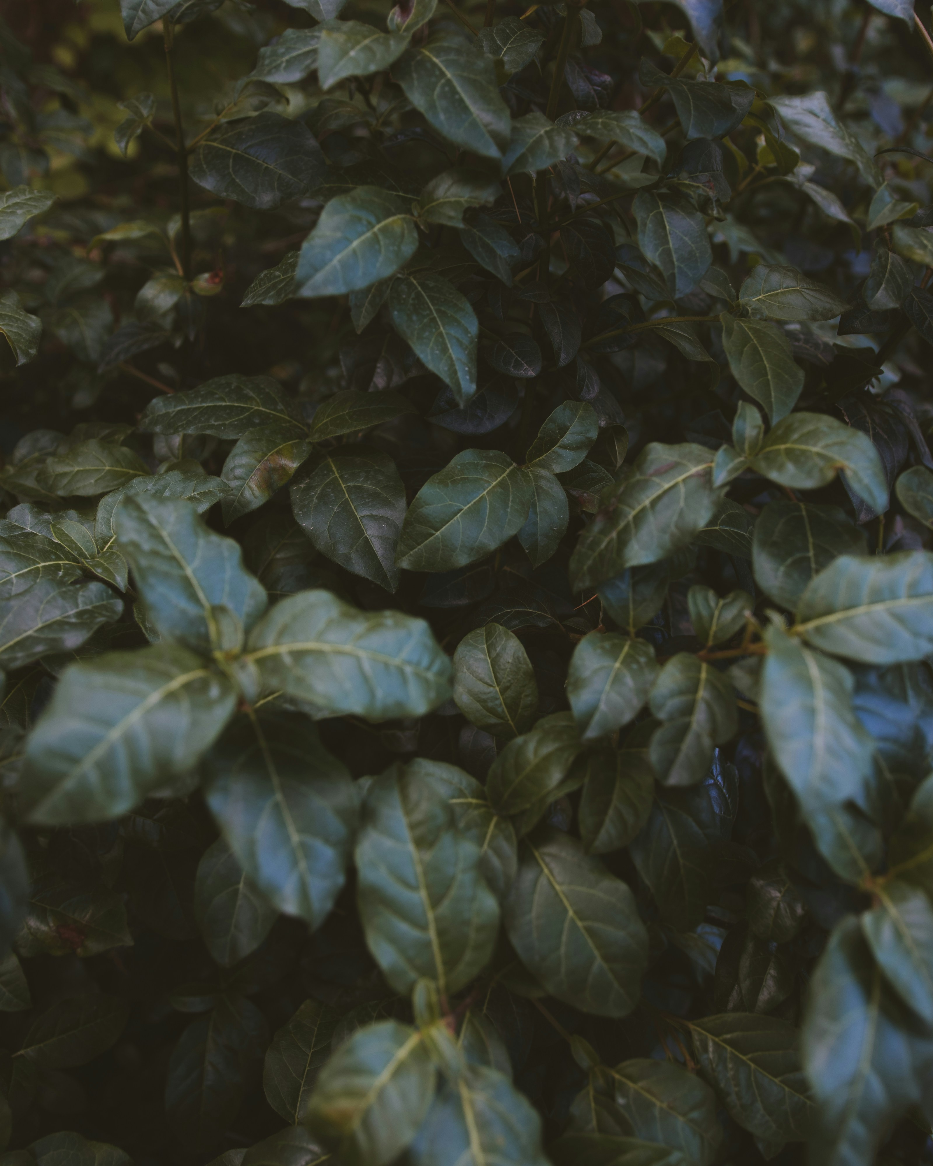 green leafed plant
