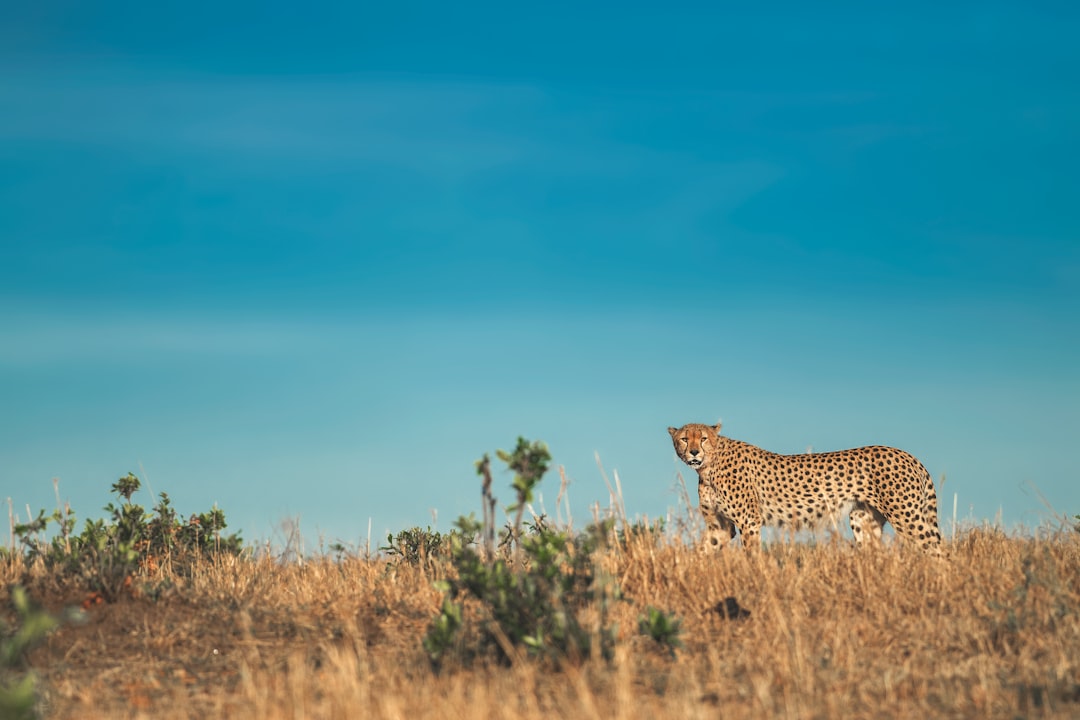 leopard animal