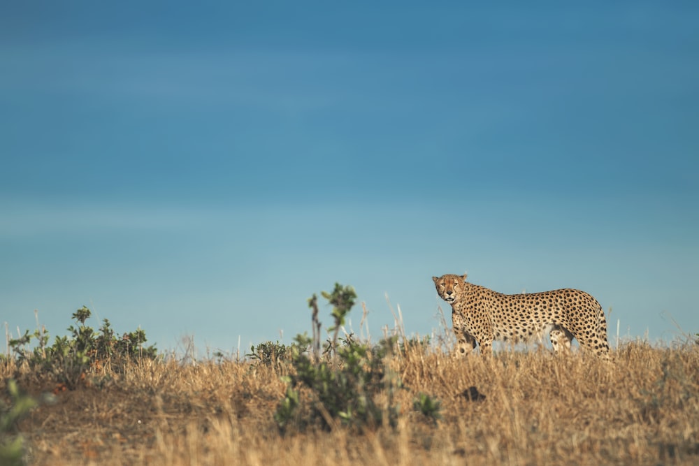 leopard animal