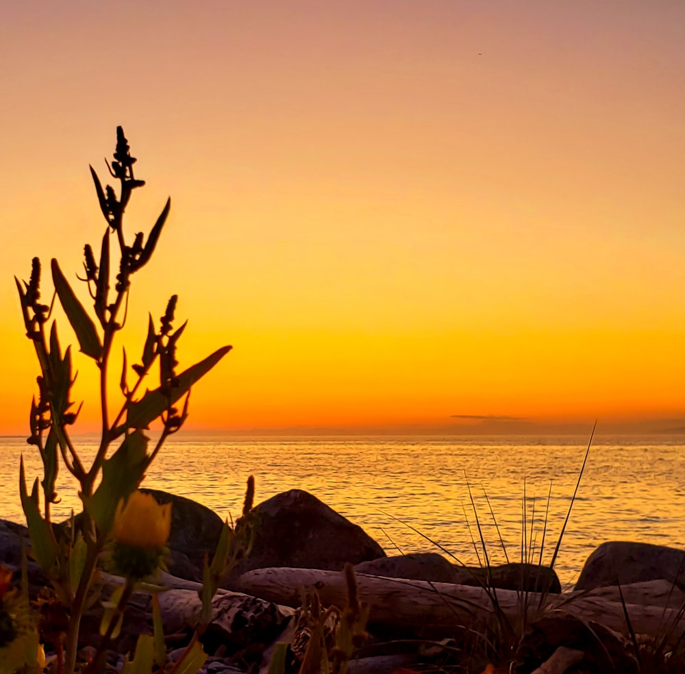 sunset and body of water