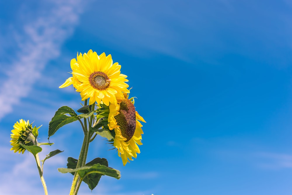 girasol