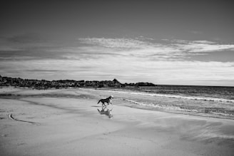 Action shot of Boggy running along a sandy beach with waves in the background.