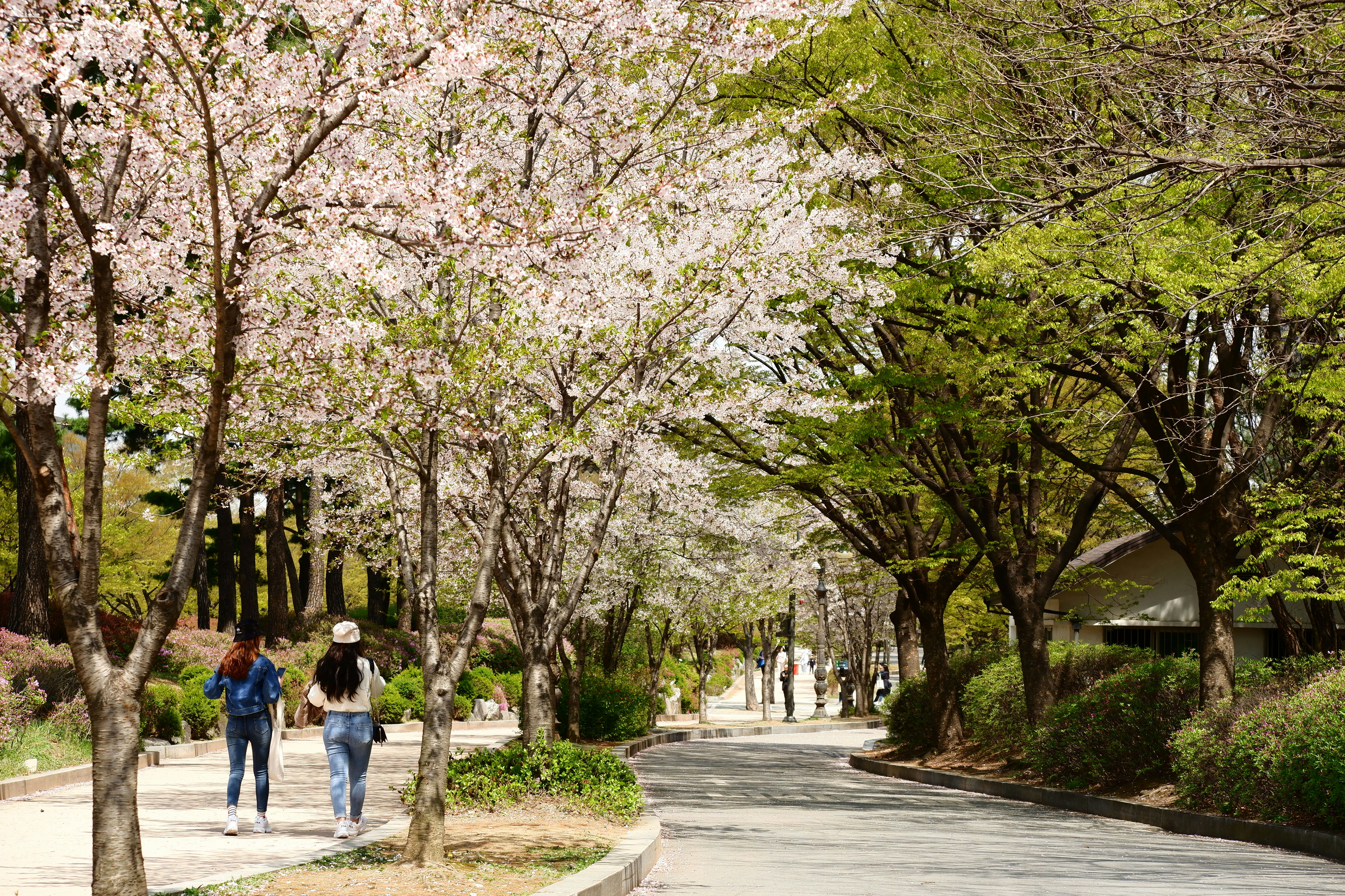 연세대 논술 일정 2026 관련 이미지2