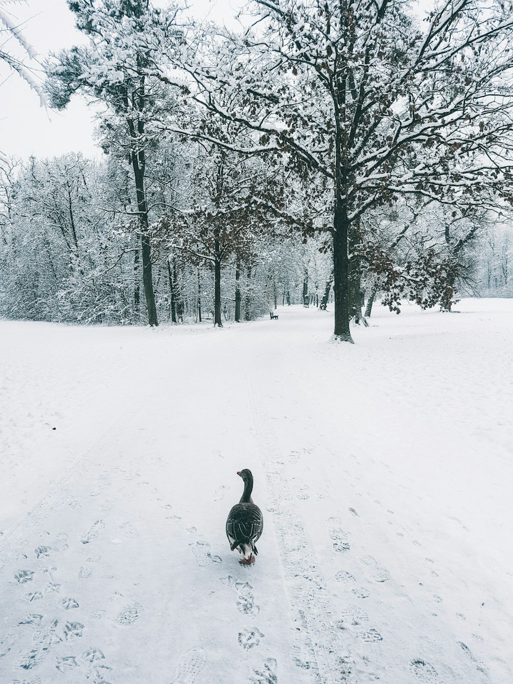 Pato preto caminhando perto de árvores