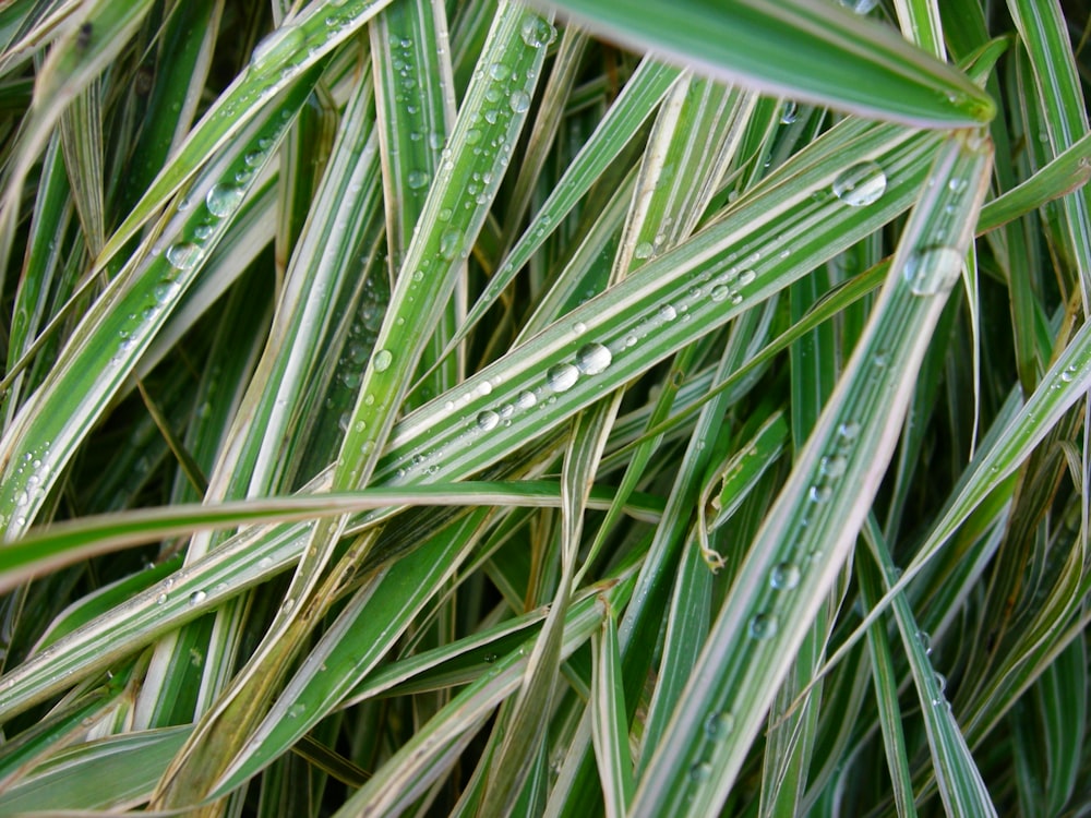 dew on linear leafed grass