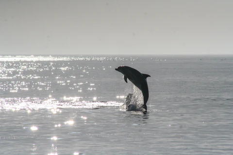 dolphin jumping out of the gulf of america during day