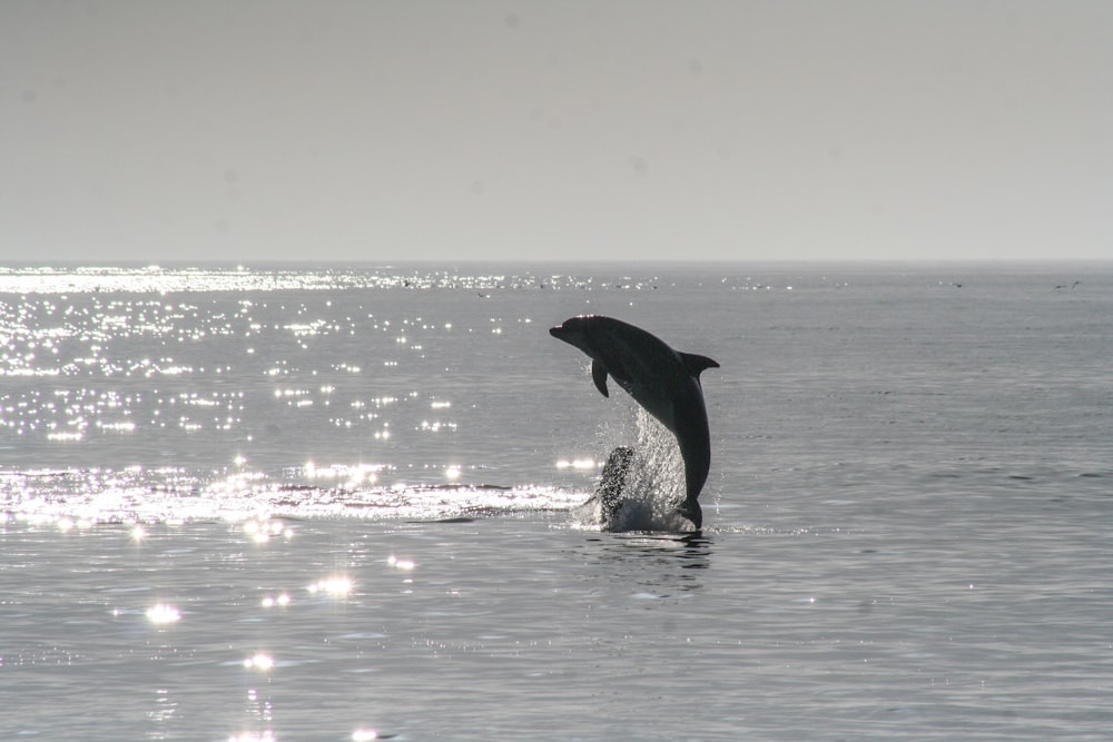 dolphin jumping out of the sea during day