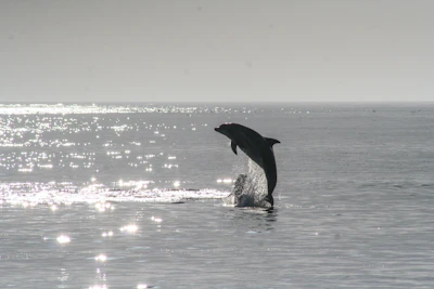 A dolphin leaping out of the sea during the day