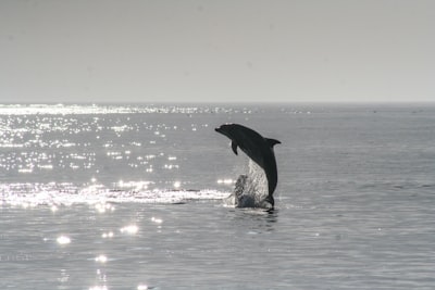 dolphin jumping out of the sea during day dolphin teams background