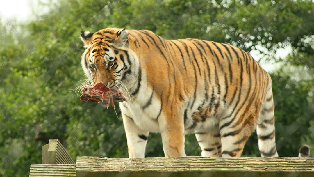 Tiger meat