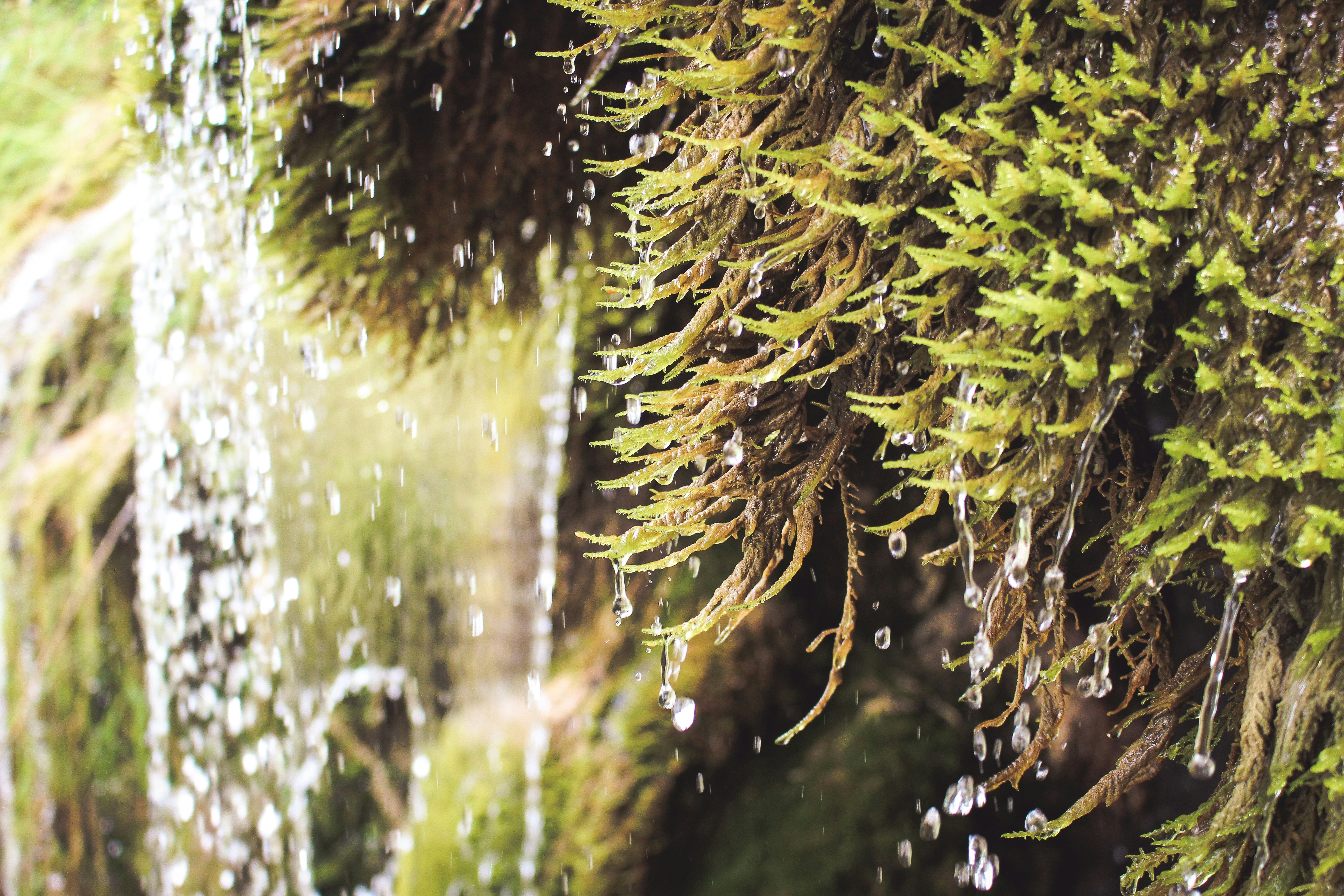 shallow focus photography of green-leafed plant