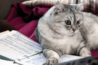 gray tabby cat