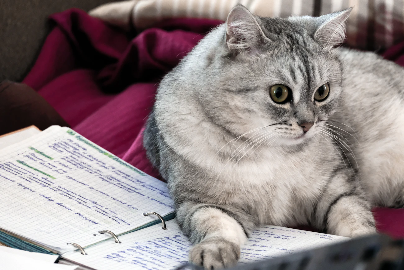 書類とノートの近くで横になる猫