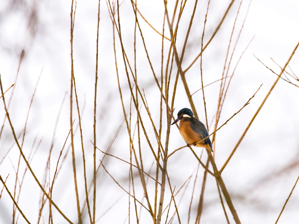 shallow focus photo of brown and black bird