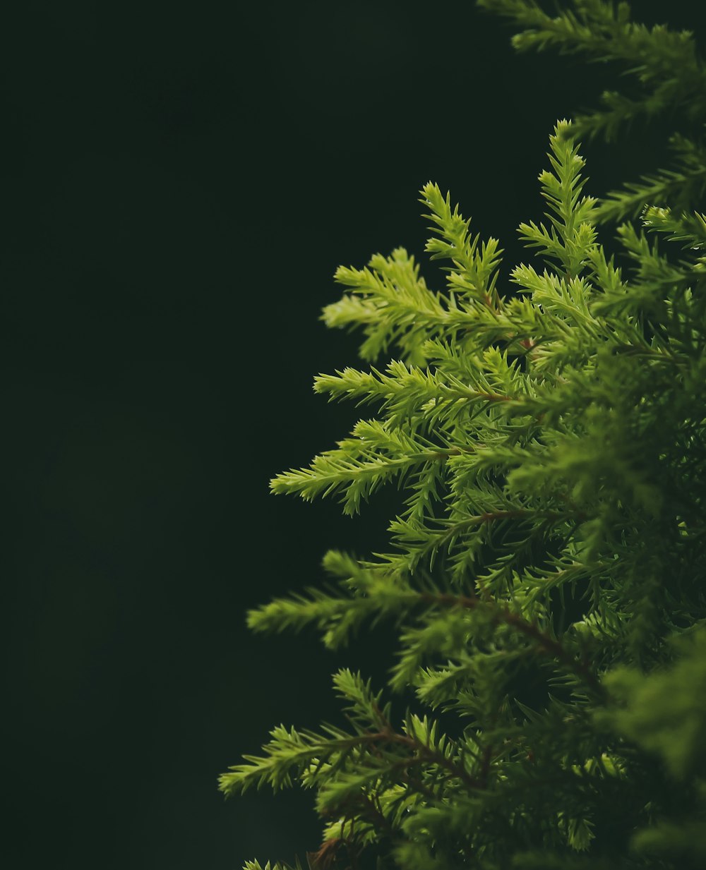 green-leafed plant