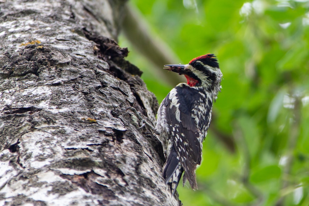 woodpecker bird on a tree trunk