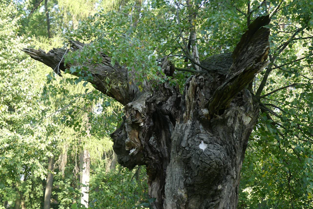 A weathered family tree carved into ancient wood, symbolizing resilience through generations.